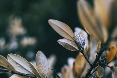 Close-up of flowering plant