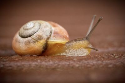 Close-up of snail