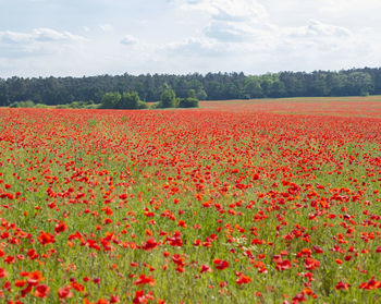 Scenic view of field against sky