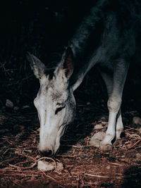 Close-up of a horse on field