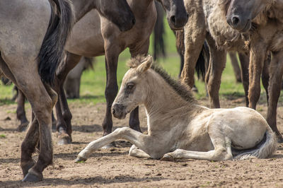 Two horses in a row