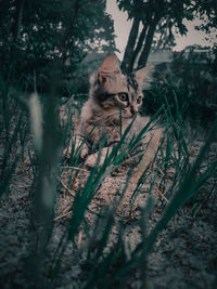 Portrait of cat on field