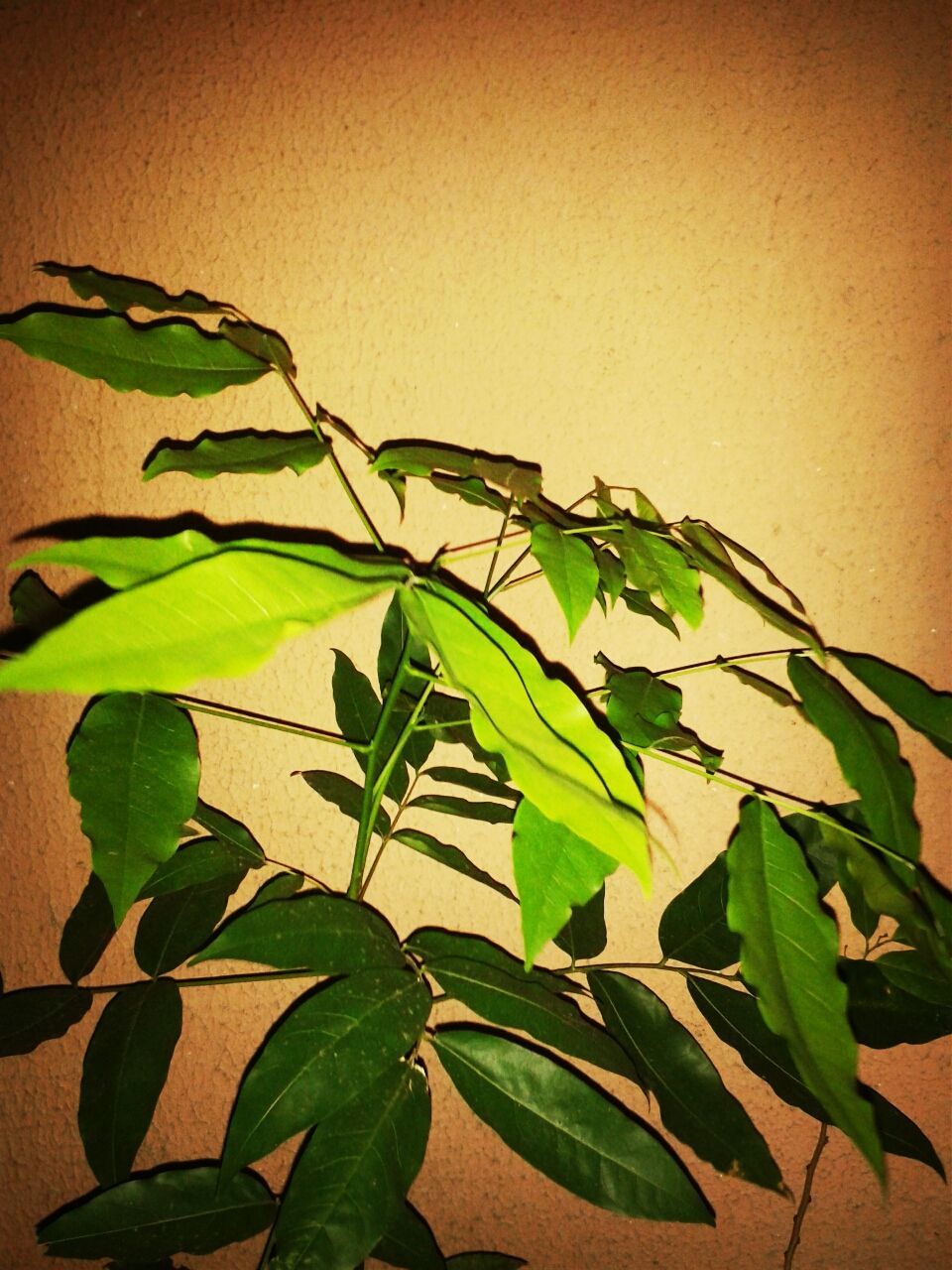 leaf, green color, plant, growth, close-up, nature, indoors, leaf vein, green, stem, wall - building feature, potted plant, beauty in nature, freshness, no people, growing, leaves, sunlight, botany, day