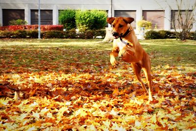 Dog in a yard