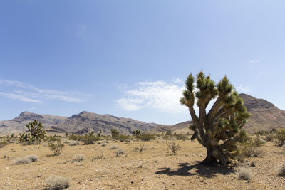 Trees on desert against sky