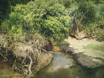 Plant growing in water