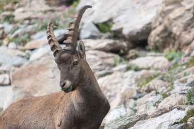 Deer on rock