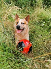 Portrait of dog on field