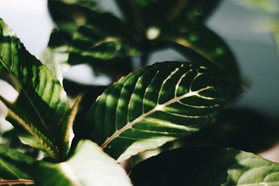 Close-up of succulent plant