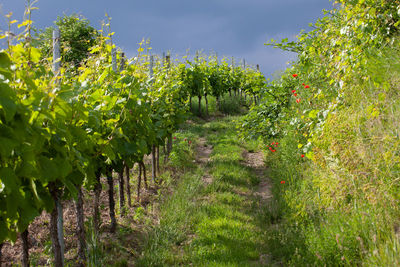 View of vineyard against sky