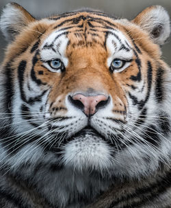 Close-up of tiger