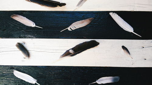 High angle view of leaves on table