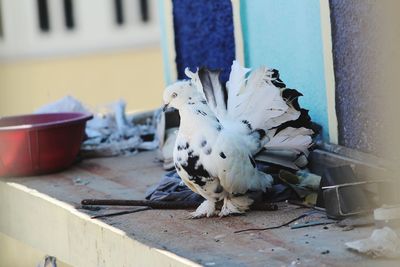 Close-up of a dove bird