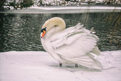 Close-up side view of mute swan perching on snow by lake