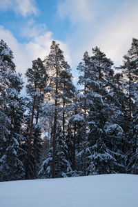 Snow covered pine trees in forest against sky