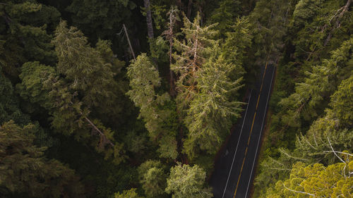 High angle view of mountain road amidst trees in redwood forest california national park 