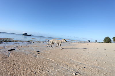 View of dogs on beach against clear sky