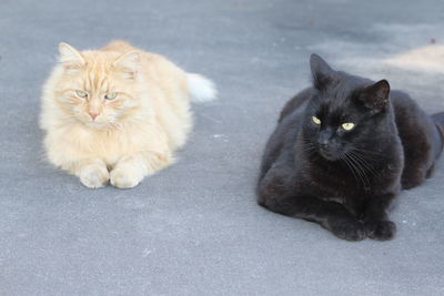 Portrait of cat sitting outdoors