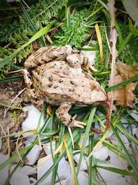 High angle view of lizard on plant