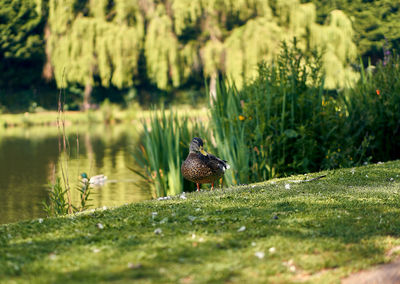 View of a bird in a lake