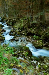 River stream amidst trees in forest