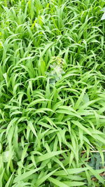 Full frame shot of plants