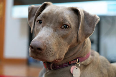 Close-up of dog looking away