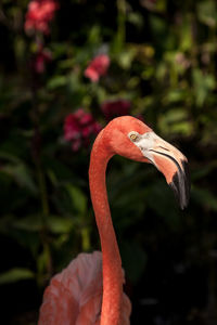 Caribbean flamingo phoenicopterus ruber in a tropical garden in southwestern florida.