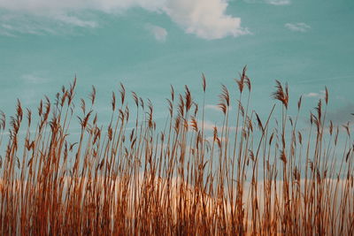 Close-up of stalks in field against sky