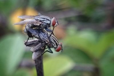 Close-up of insect perching on leaf