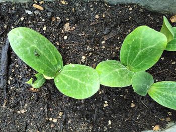 Leaves on leaf