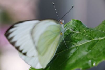 Close-up of butterfly on leaf