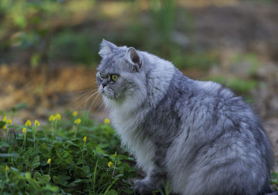 Cat looking away on field