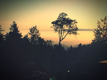 Silhouette trees in forest against clear sky