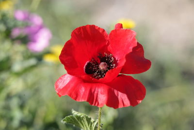 Close-up of red poppy flower