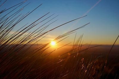 Close-up of wheat at sunset