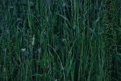 Close-up of grass growing on field