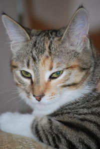 Close-up portrait of a cat