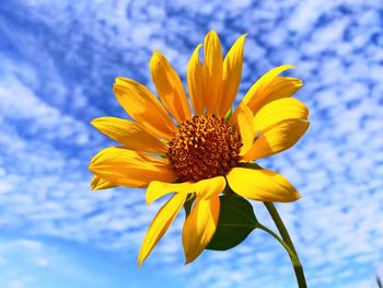 Close-up of sunflower against sky