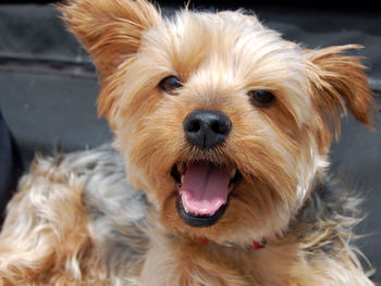 Close-up portrait of yorkshire terrier