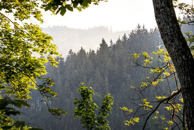 Scenic view of forest against sky