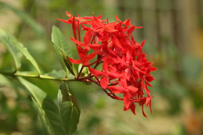 Close-up of red flowering plant