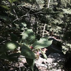 Close-up of plant growing on tree