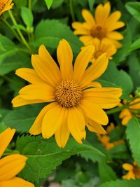 Close-up of yellow flowering plant