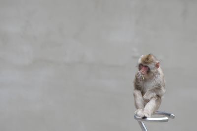 Close-up of monkey sitting on metal