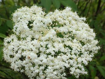 Close-up of white flowers