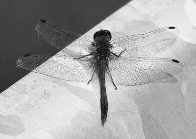 Close-up of dragonfly