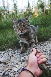 Close-up of hand holding cat on stone wall