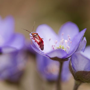 Close-up of butterfly pollinating on purple flower