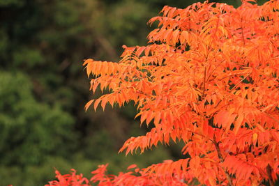 Close-up of red leaves